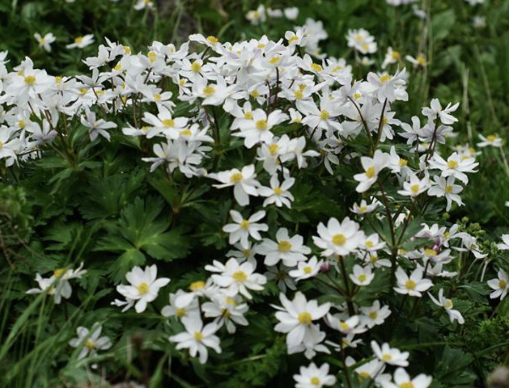 anemone cathayensis kitag.