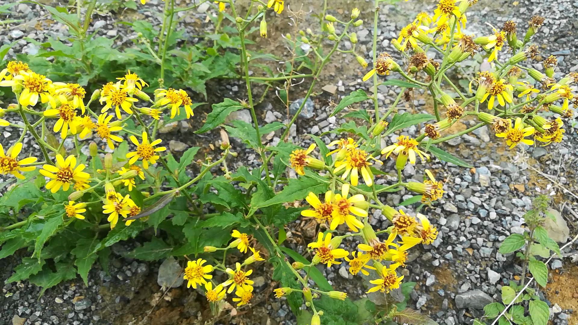 千里光（菊科千里光属植物）_百度百科