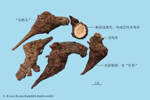 重庆人的“麻辣”，到底从何而来？_百科TA说