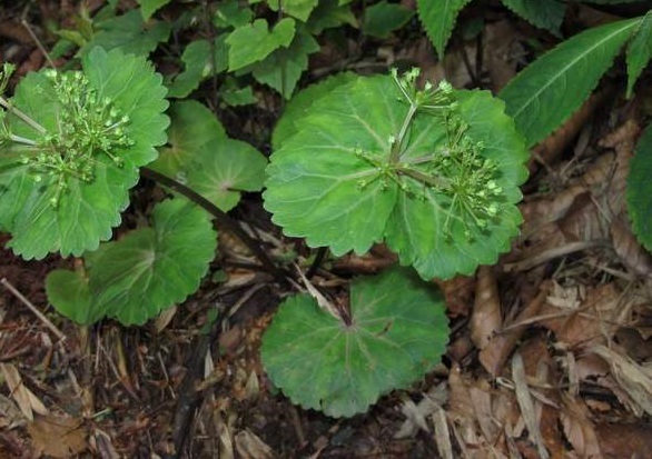  p> span class="ref" data-ctrid="xaqhnj5">马蹄芹(学名: /span> 