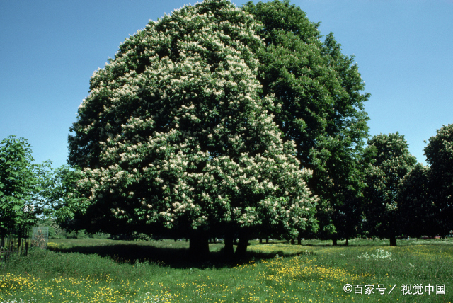 初夏绿荫诗词五首 闲过绿阴深院 榴花更胜一春红 百科ta说