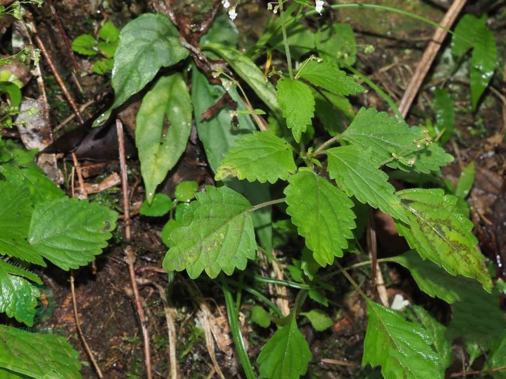  p>线纹香茶菜(学名: i> /i> i>isodon lophanthoides /i> (buchanan