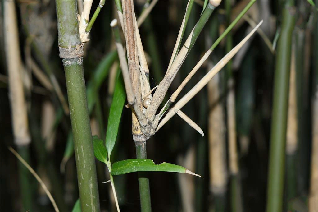  p>狭叶青苦竹(学名: i>pleioblastus chino /i> (franch. et savat.