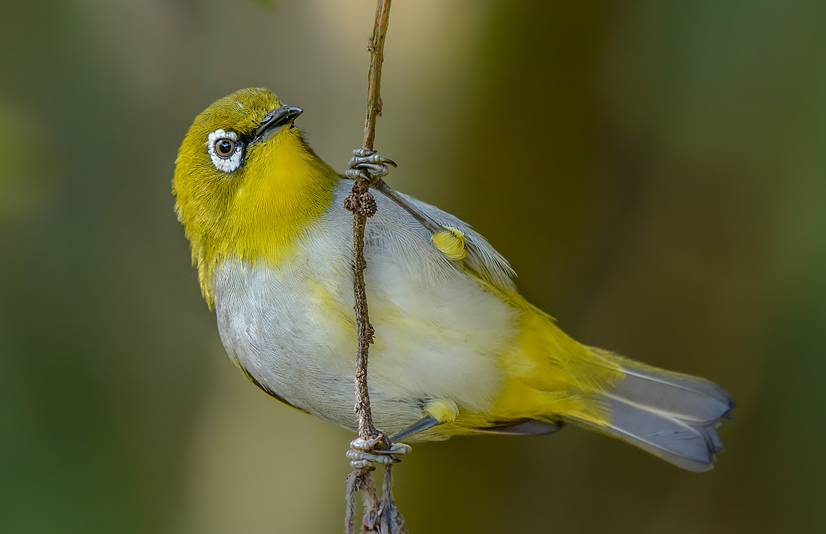 灰腹绣眼鸟西南亚种
