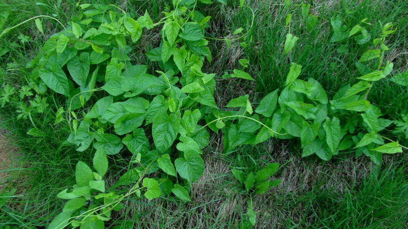 打碗花豆腐海米汤