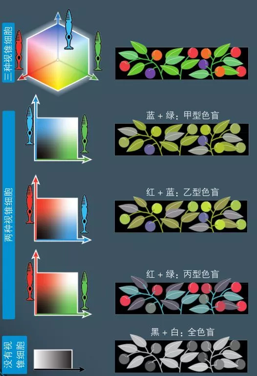假如我们有四色视觉，将会看到怎样的世界？_百科TA说