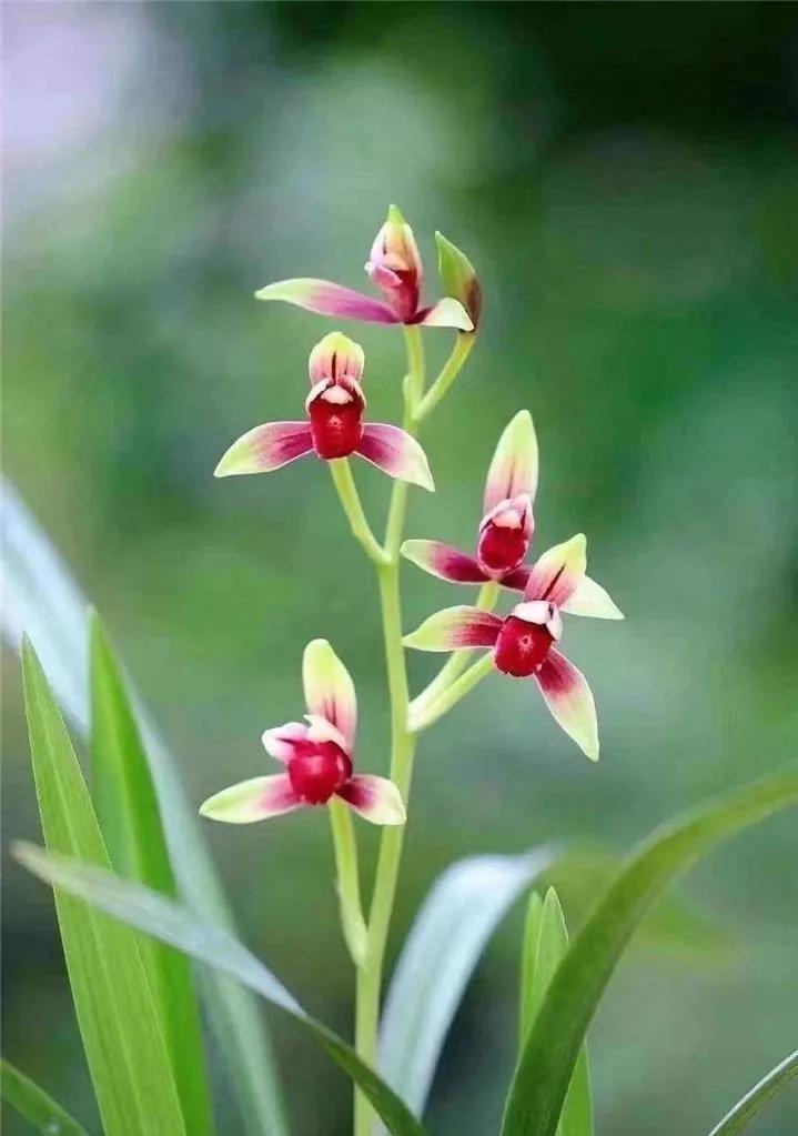 国兰十大名花——国魂，被誉为建兰第一红素，花开后兰香四溢_百科TA说