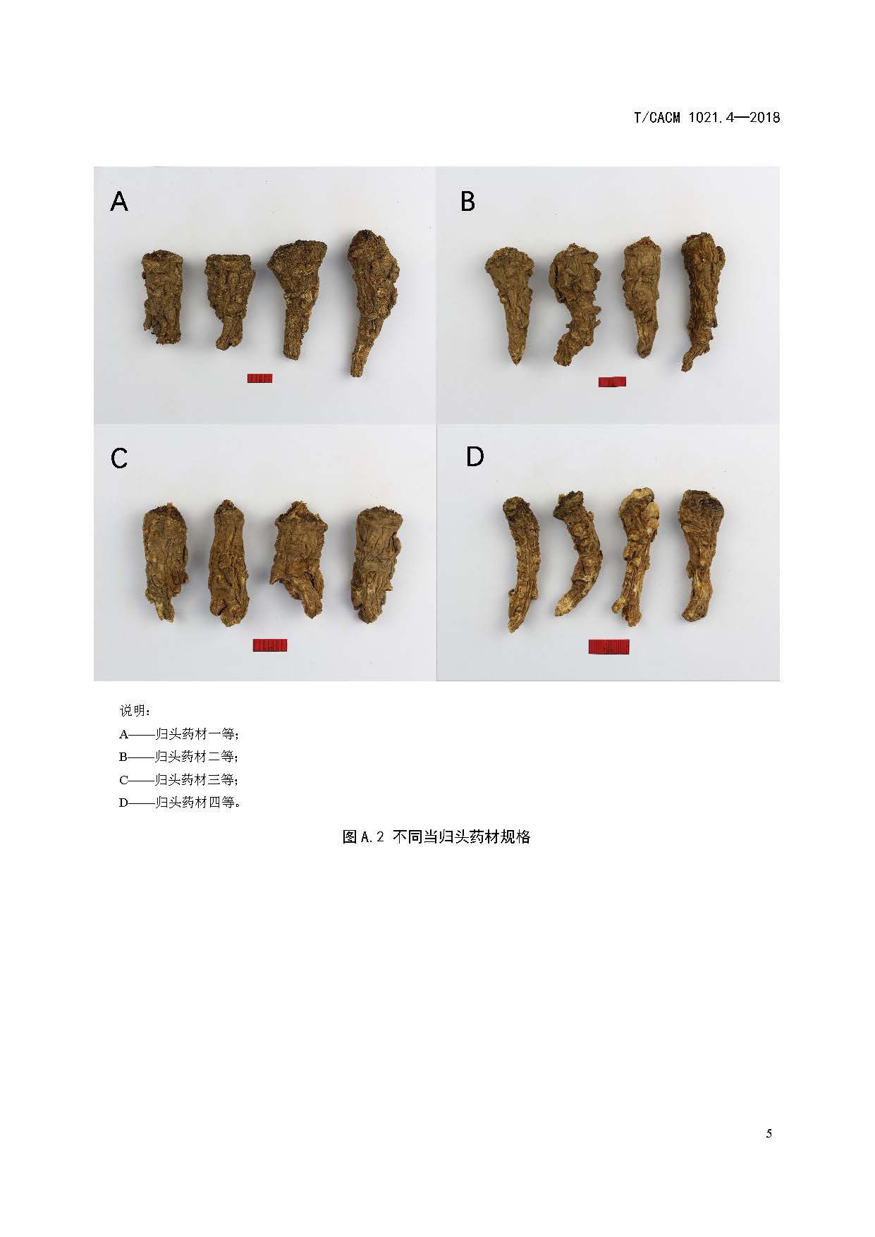  p>《中药材商品规格等级—当归》(t/cacm 1021.