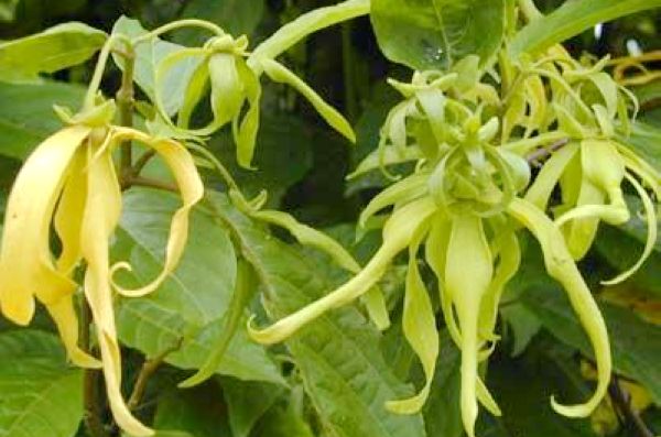 依兰香海南个体003