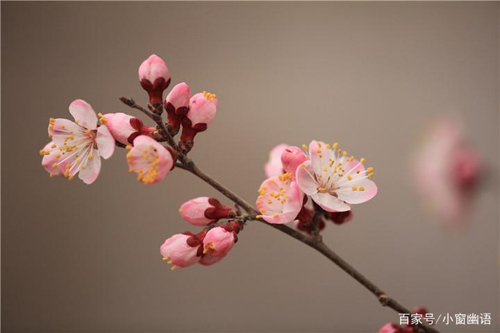 “红杏枝头春意闹”：带你读懂古诗词里的“通感”_百科TA说