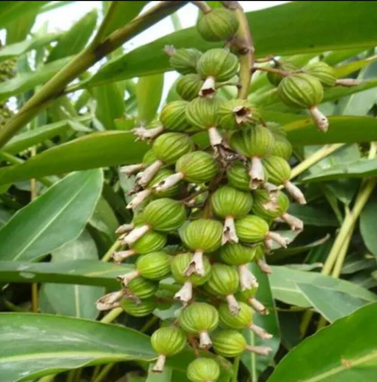 砂仁（姜科豆蔻属植物）_百度百科