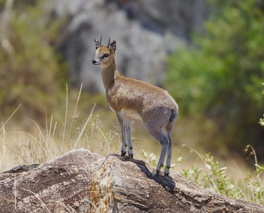  i>oreotragus oreotragus /i>):是偶蹄目,牛科,山羚属的哺乳动物