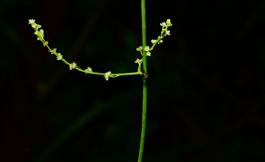 何首乌（蓼科何首乌属植物）_百度百科