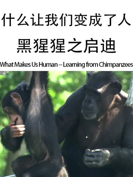 什么让我们变成了人--黑猩猩之启迪