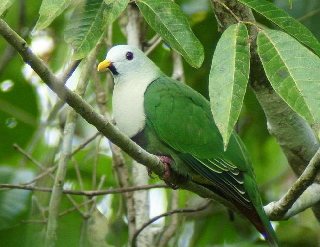  p>黑颏果鸠(学名: i>ramphiculus leclancheri /i>):体长28-29厘米.