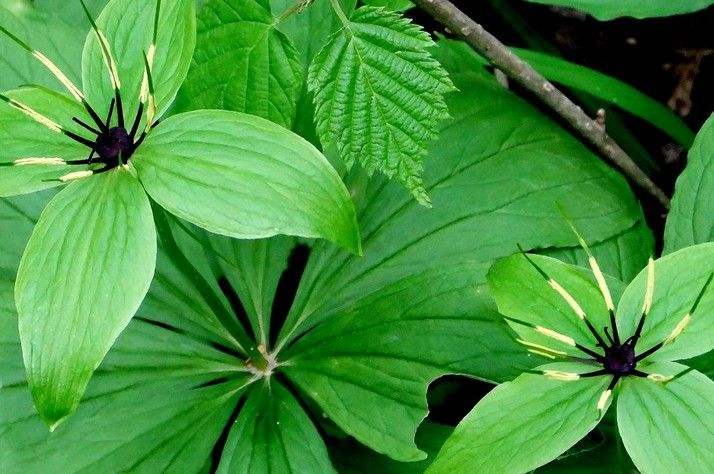  p>四叶重楼 i>(paris quadrifolia l.