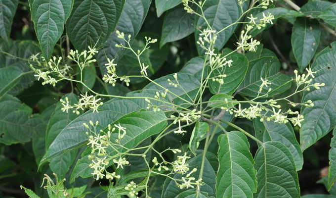 臭叶树,羊咪青,青心草,臭大青,鸭公青,淡婆婆,大叶青,木本大青,属于