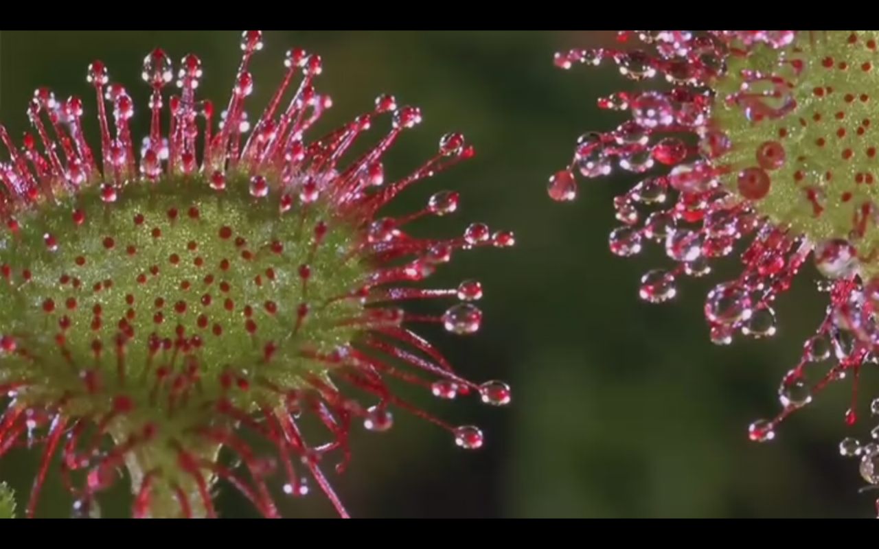  p>食虫花属菊科草本植物,各花头的外围苞片有粘液,若有小蚊虫落在