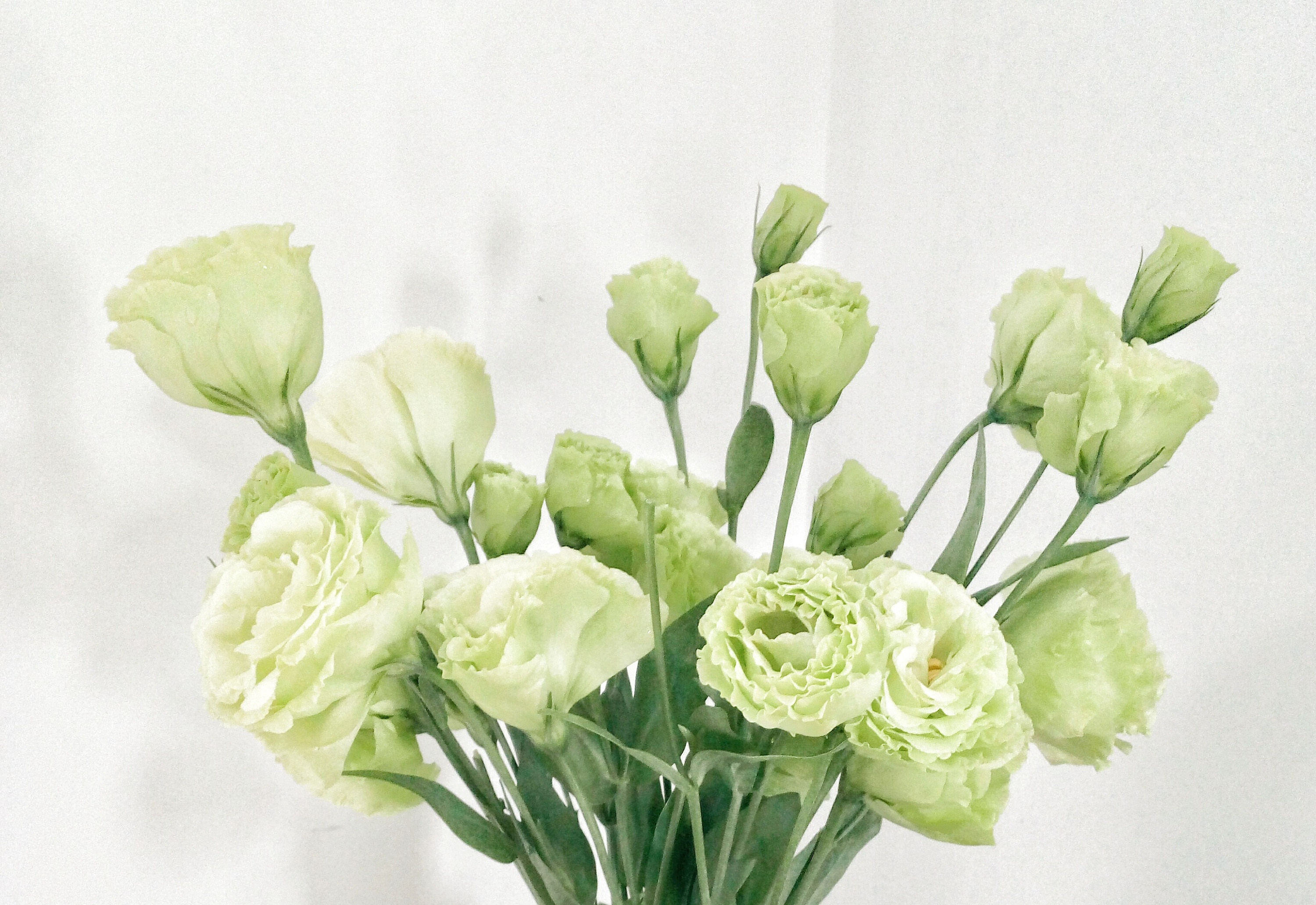 p>洋桔梗 i>eustoma grandiflorum/i(raf.