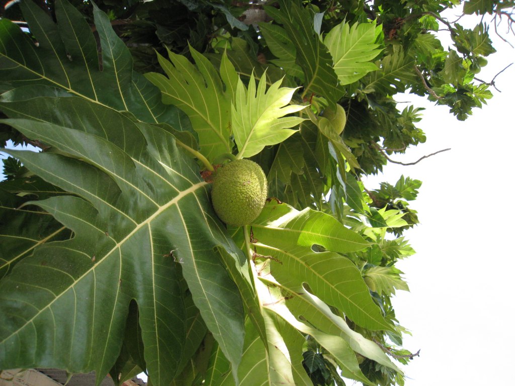  p>面包树(学名 i>artocarpus /i>  i>altilis /i> (parkinson ex f.