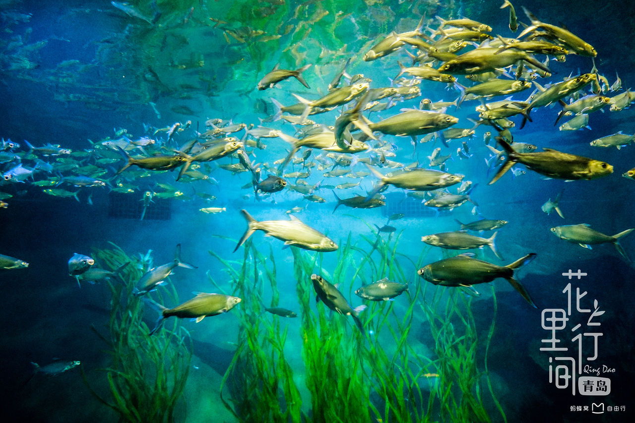  p>青岛极地海洋世界(qingdao polar ocean world)位于山东省 a