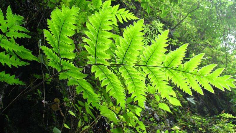  p>截基盾蕨(学名: i>neolepisorus truncatus /i> ching et p. s.