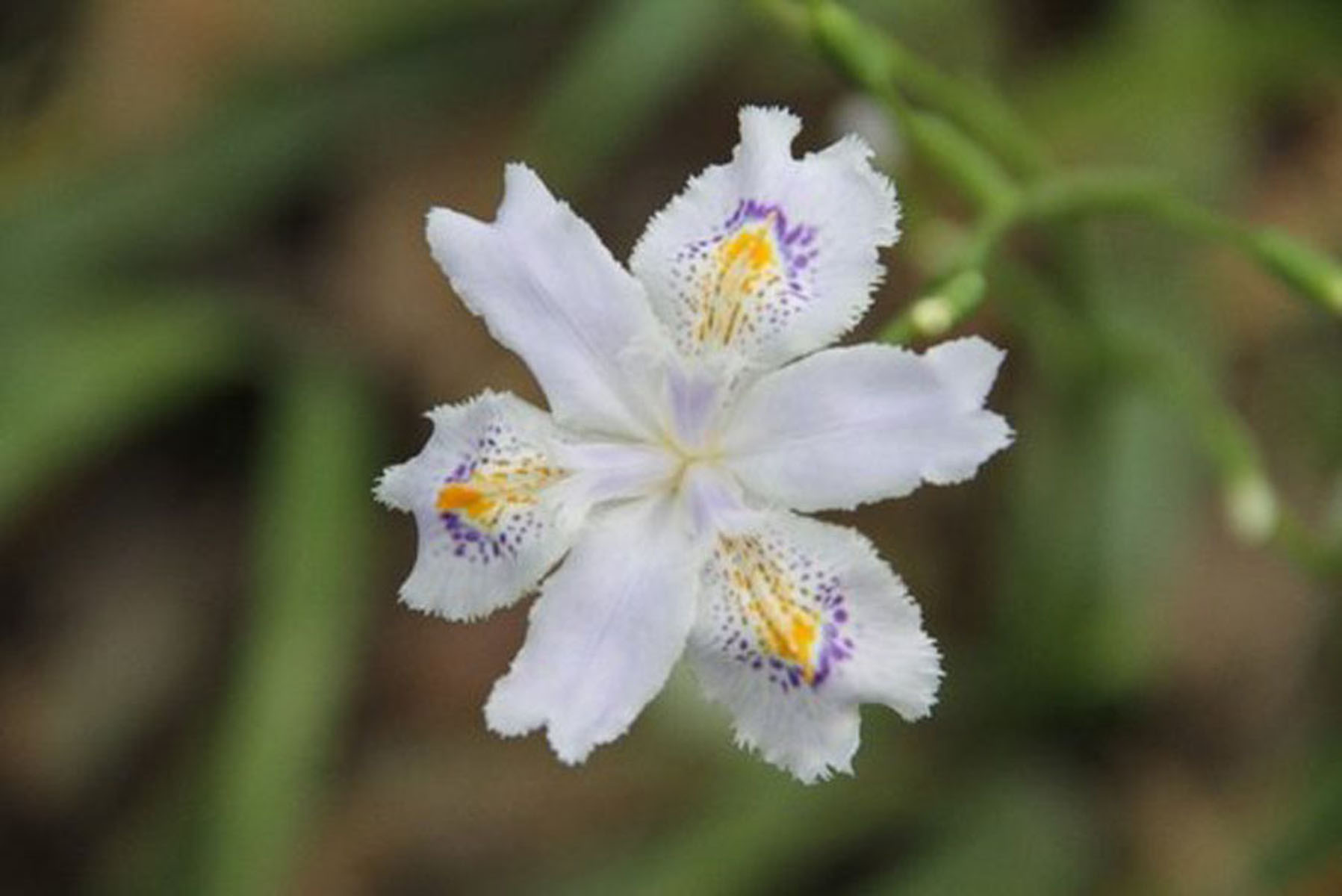扇子花