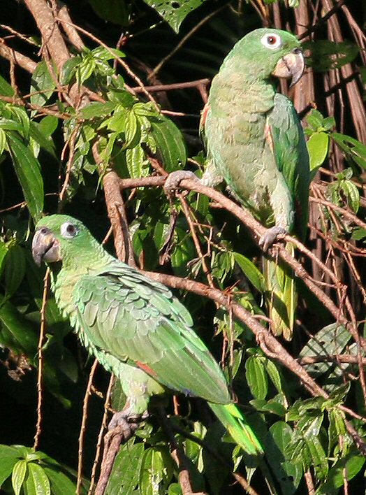  p> a target="_blank" href="/item/斑点亚马逊鹦鹉/2343158" data