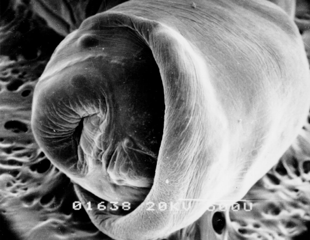  p>猪巨吻棘头虫是原棘头虫目寡棘吻科的一种棘头动物.