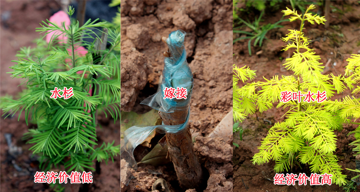  p>嫁接,是植物的 a target="_blank" href="/item/人工繁殖/5878636"