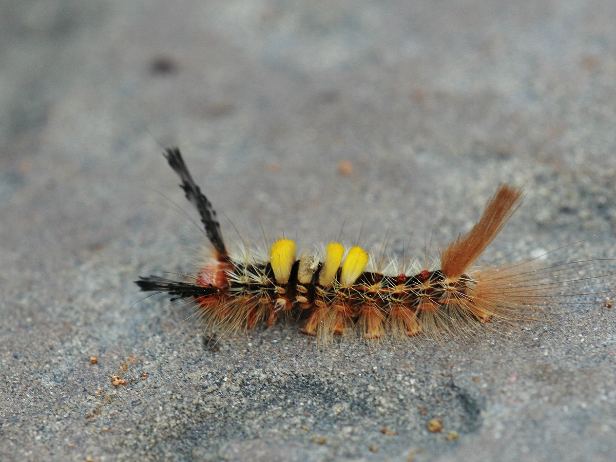 ">鳞翅目 /a>, a target="_blank" href="/item/毒蛾科/6243720" data