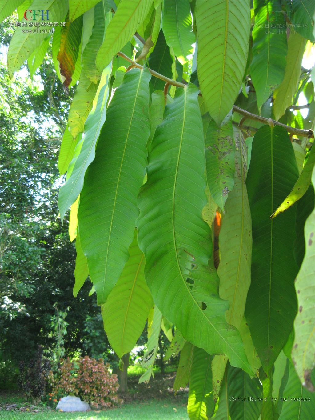  p>红光树属(学名:knema lour.