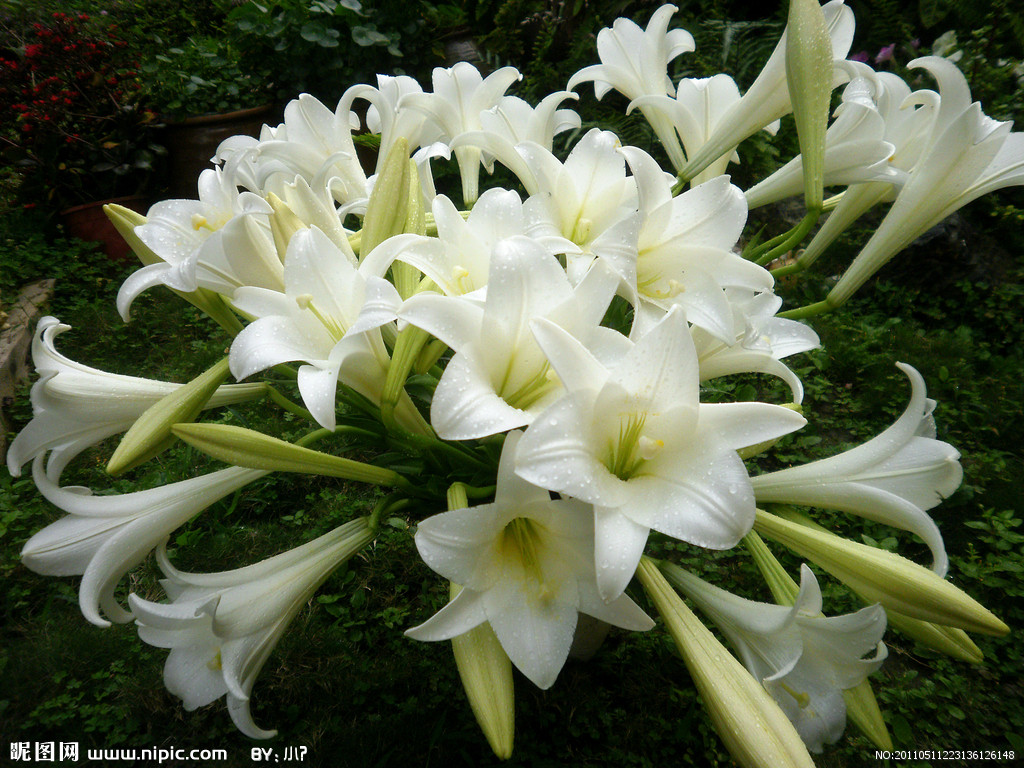 中国百合属植物