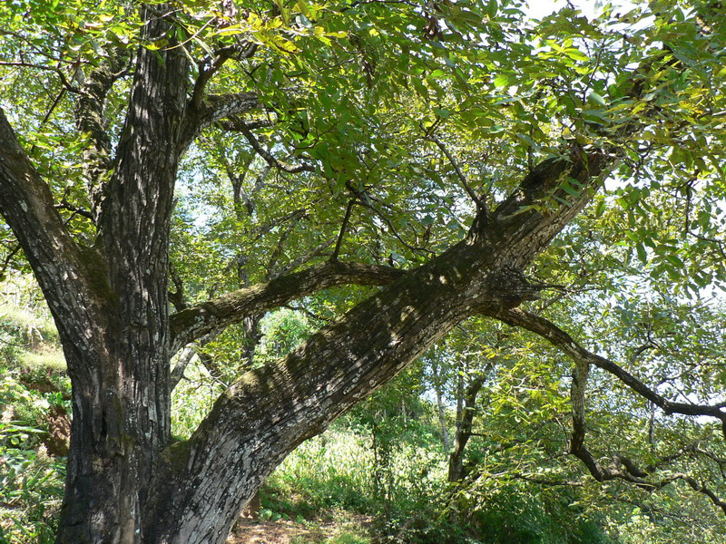  p>胡桃(拉丁学名  i>juglans regia  /i> l. ),俗称核桃 i>.