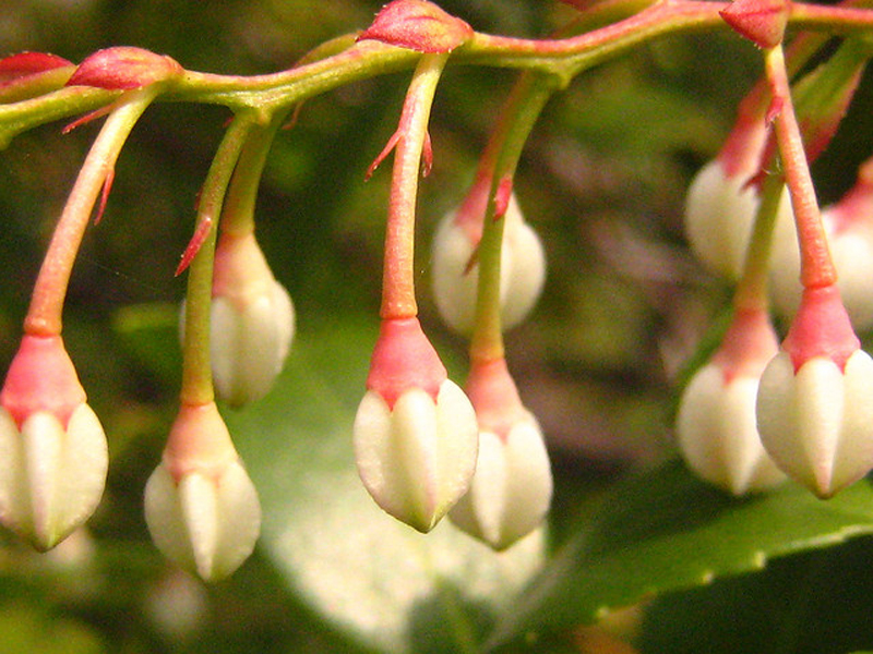 vaccinium craspedotum sleumer