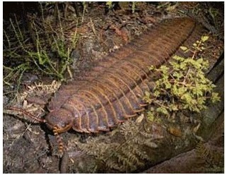  p>石炭纪(carboniferous)约处于 a href="#" data-lemmaid="2172198"