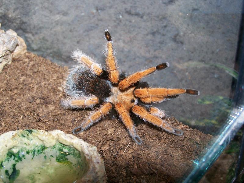  p>墨西哥血脚,英文名mexican bloodleg tarantula,拉丁学名