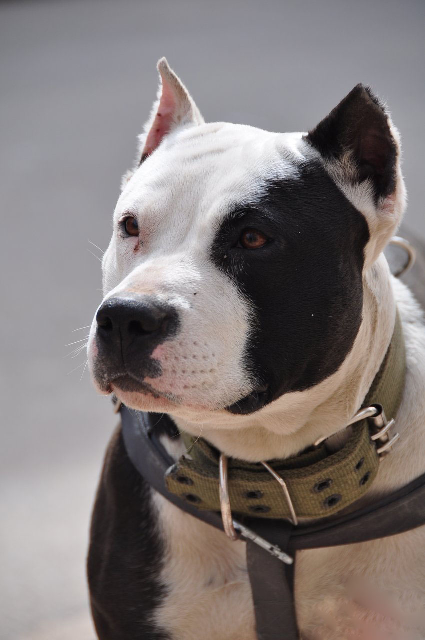 american pit bull terrier