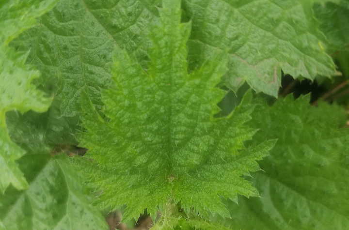  p data-id="gnwqy0tgu6">青活麻,别名活麻,荨麻,火麻,老虎麻.