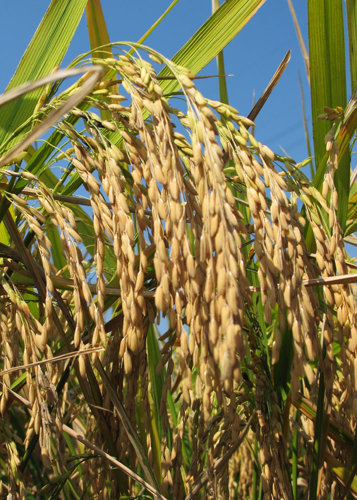 lì),指谷物的颗粒,用作粮食的各种禾谷类植物的任一种种子