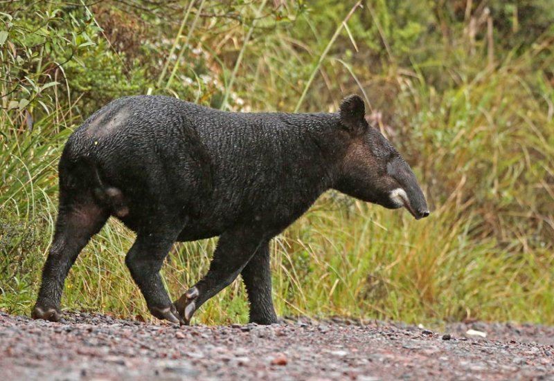  p>山貘(学名: i>tapirus pinchaque /i>):身上生有一层卷毛,有时又被