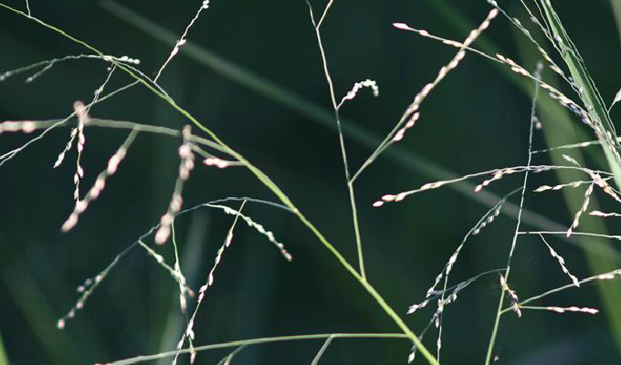  p>山涧草属, a target="_blank" href="/item/禾本科/2458872" data