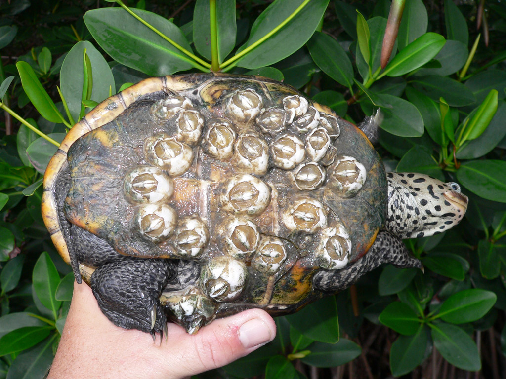  p>钻纹龟(学名: i>malaclemys terrapin /i>)是龟科,钻纹龟属动物.