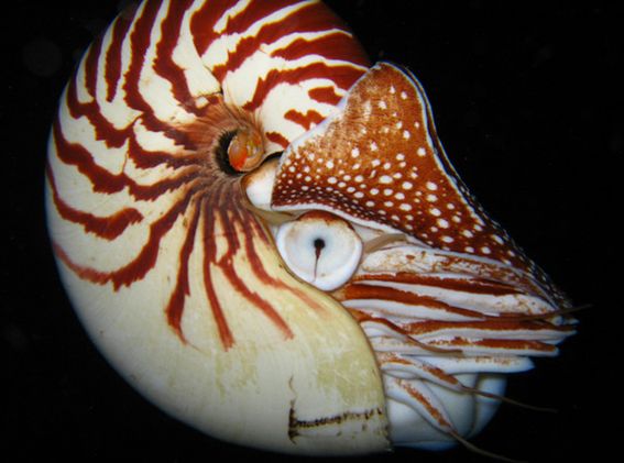  p>鹦鹉螺(学名:nautiloidea):是头足纲,鹦鹉螺科的海洋 a href="#">