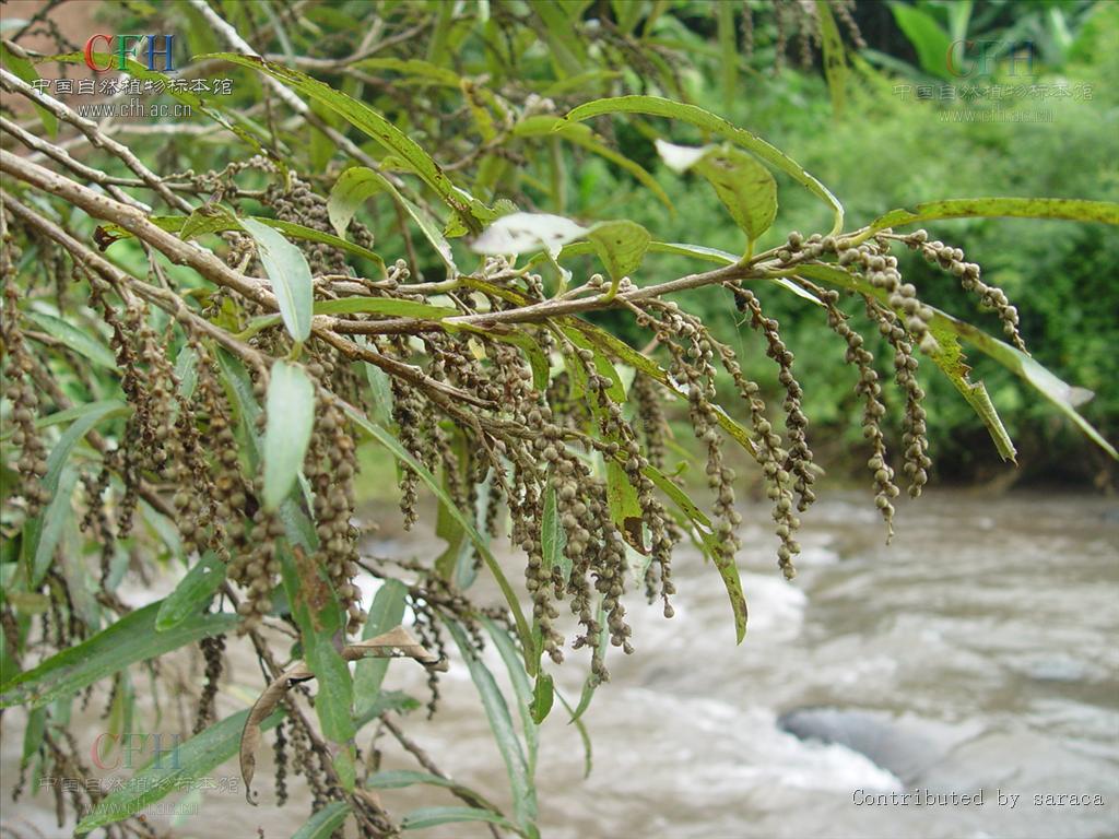 水杨柳