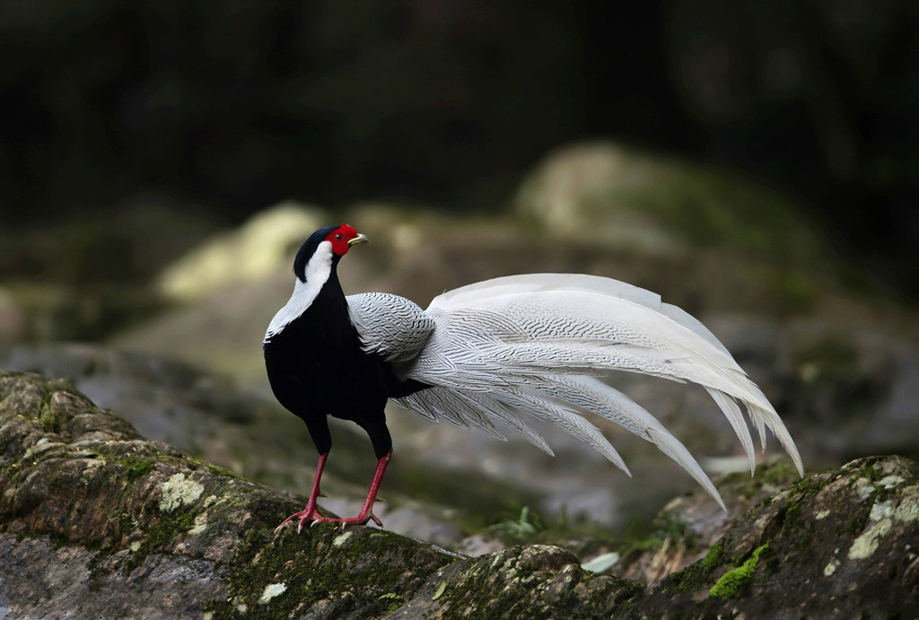  p>白雉-3(white phasianus-3):雄雉鸡头部为纯