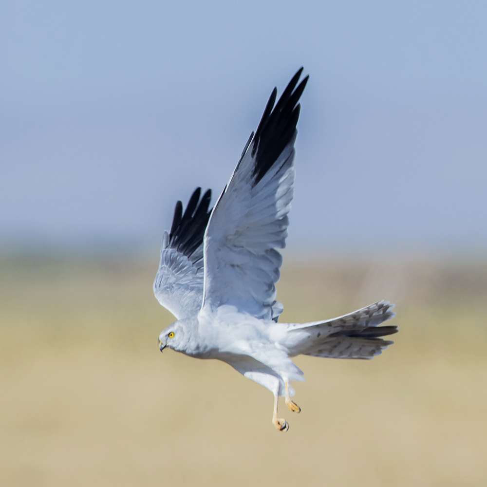  p>草原鹞(学名: i>circus macrourus /i>):隼形目 a target="_blank"