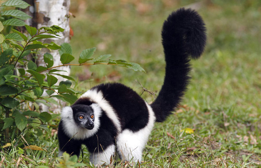  p>领狐猴(学名: i>varecia variegata /i>):也叫黑白领狐猴,是领狐猴