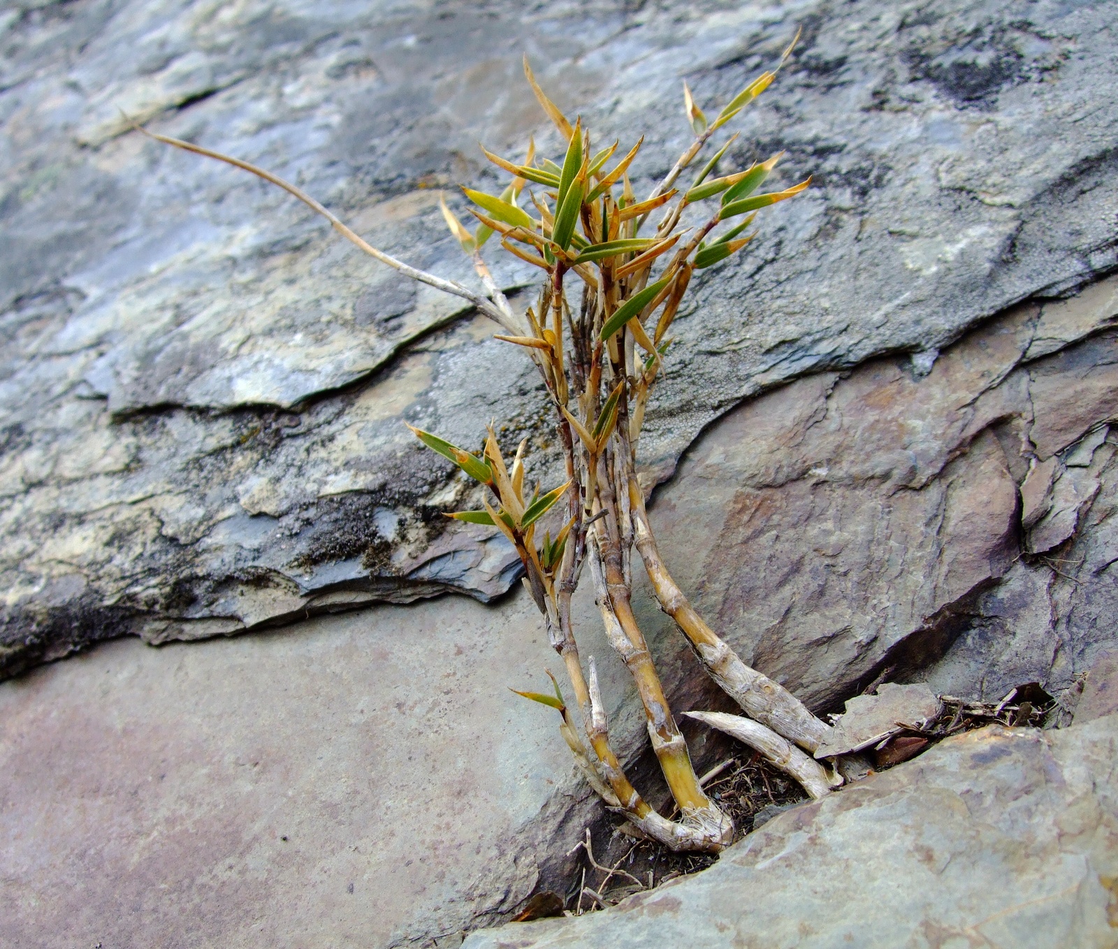  p> a href="#" data-lemmaid="2515143">玉山竹 /a>,学名:yushania