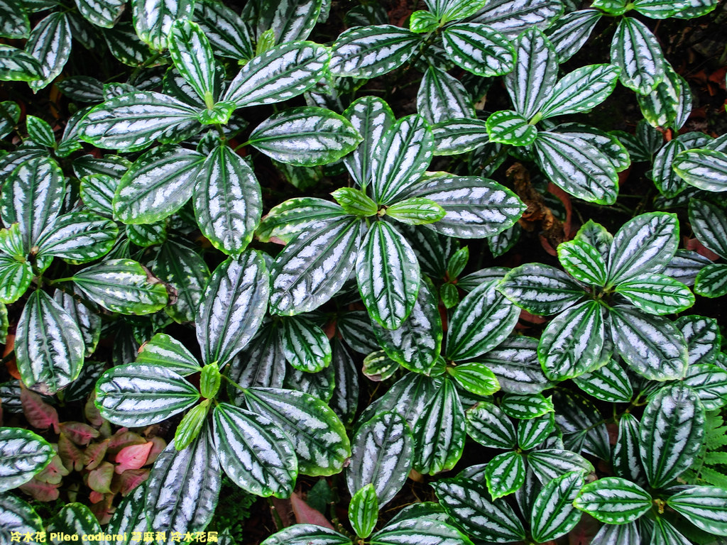 p>长茎冷水花(学名: i>pilea longicaulis /i> hand-mazz.